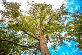 Best Stump Grinding and Removal  in Eastport, NY