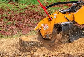 Best Tree Risk Assessment  in Eastport, NY