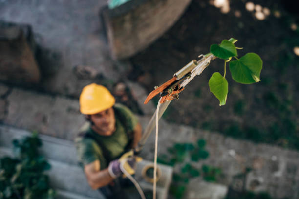 Best Fruit Tree Pruning  in Eastport, NY