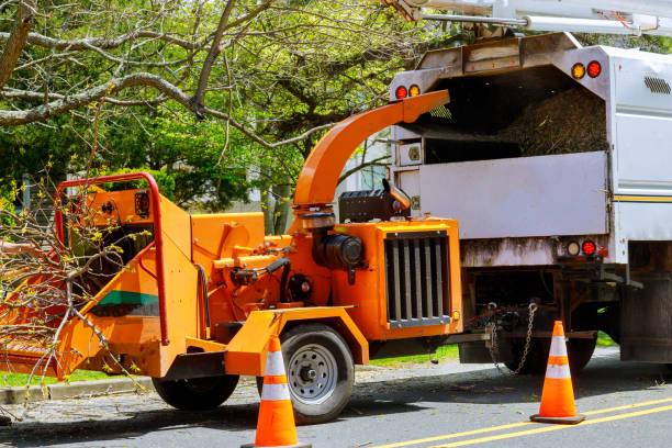 Best Tree Preservation Services  in Eastport, NY