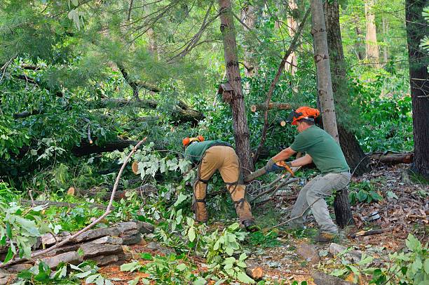 Best Lawn Renovation and Restoration  in Eastport, NY